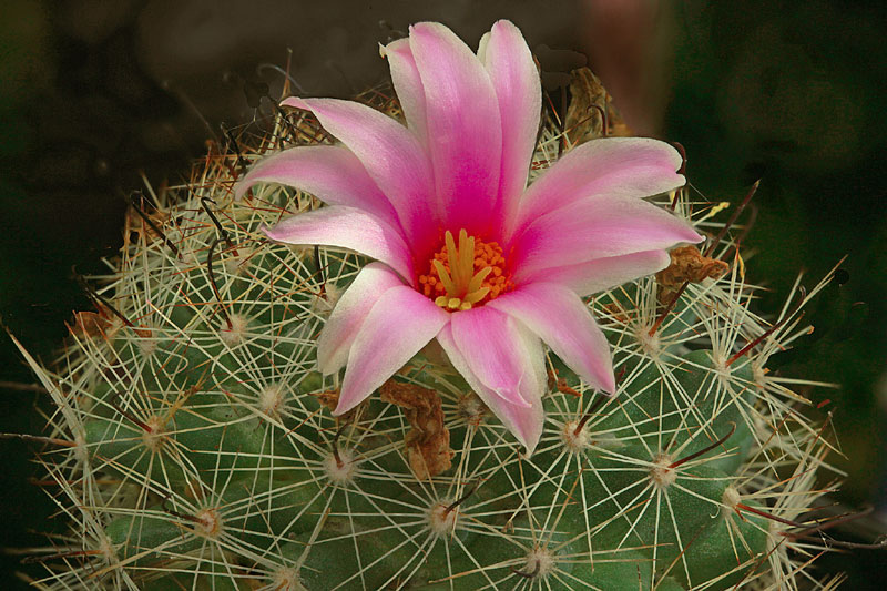 Mammillaria boolii